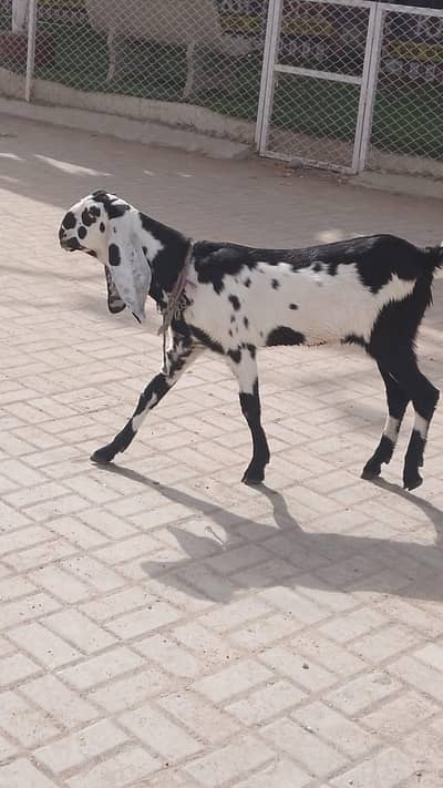 makhi cheeni / nagri / beetal 03102861862