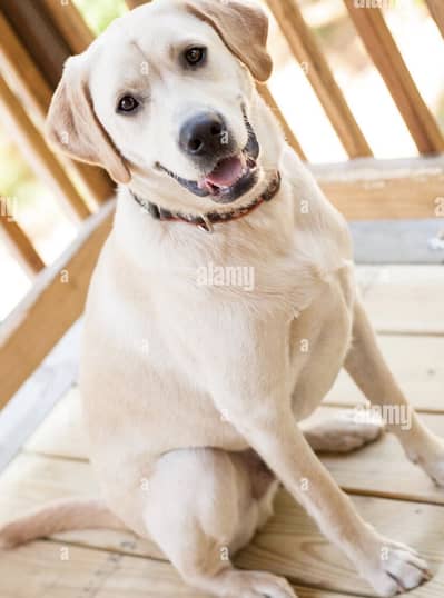 Labrador britsh bread short tale dog