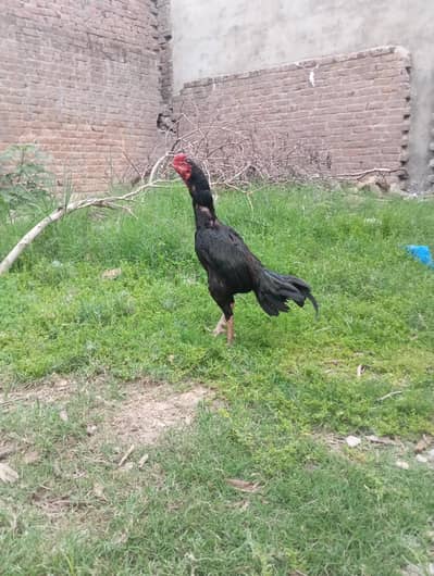 bahut high quality ka paths for sale