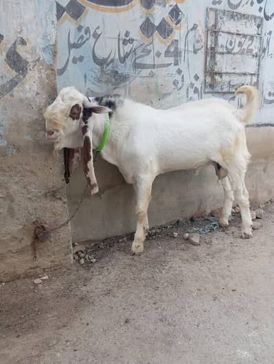 gulabi breeder for qurbani