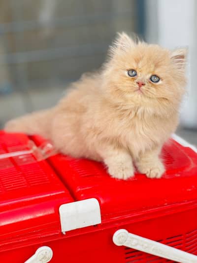 persian kitten / triple coated / cat /
