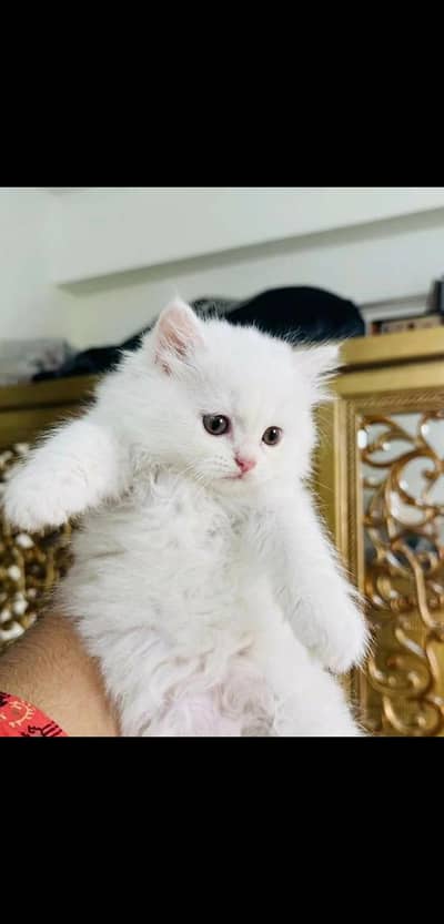 cute Persian kittens