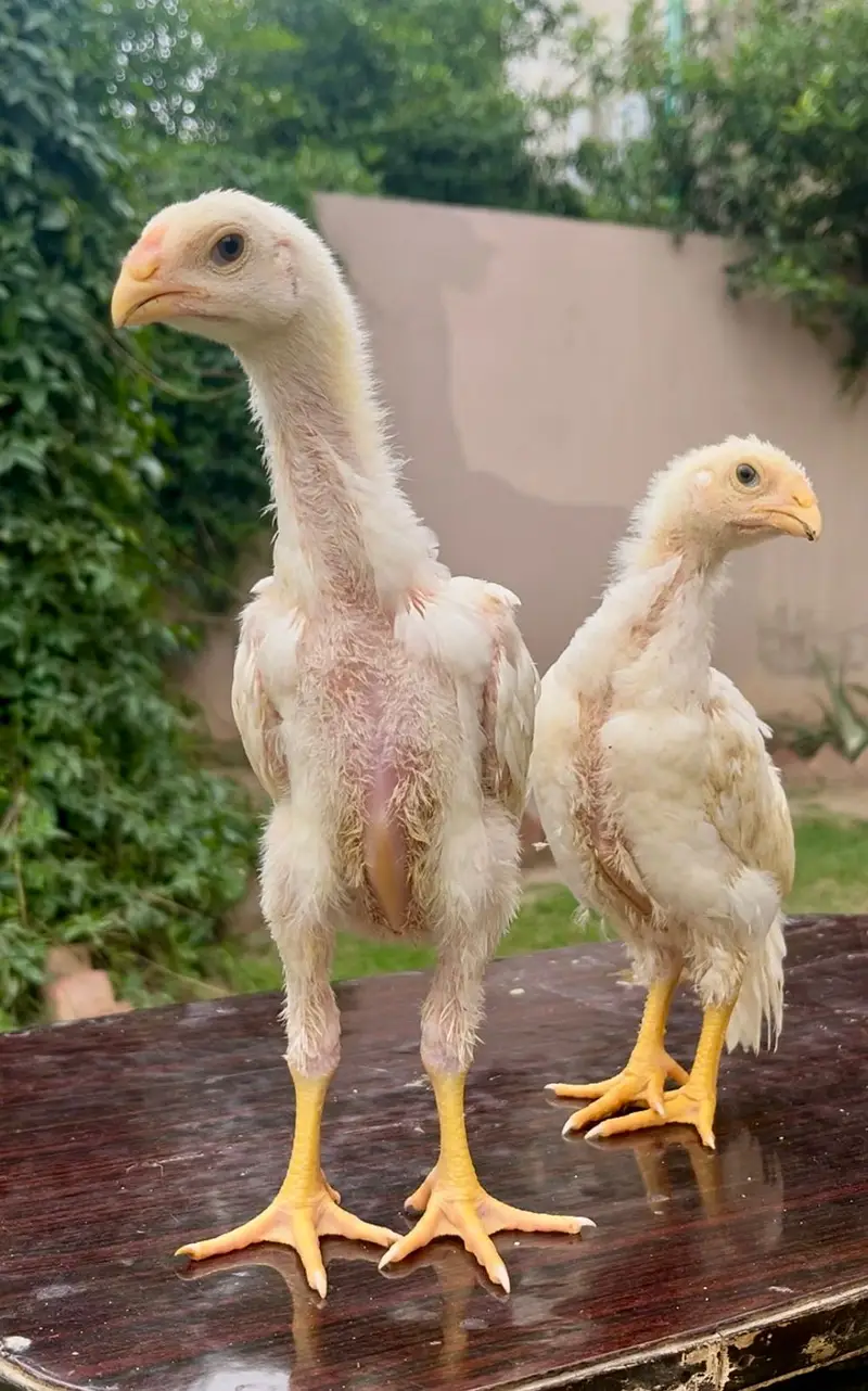 White King Shamo Chicks| Quality shamo aseel chicks |Oh Shamo Chicks — photo 8