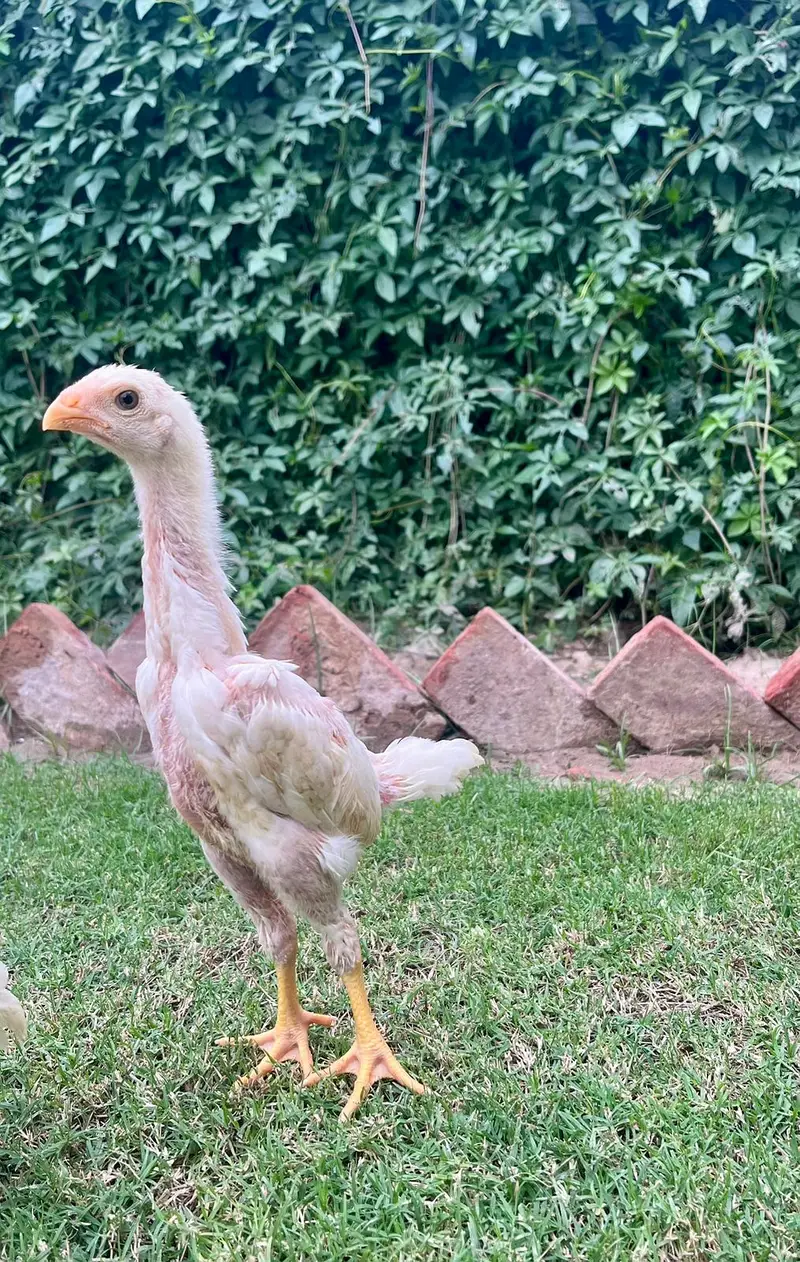 White King Shamo Chicks| Quality shamo aseel chicks |Oh Shamo Chicks — photo 5