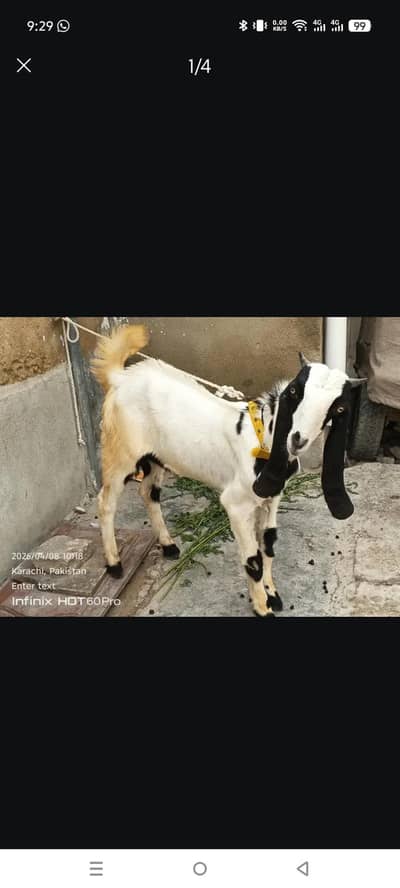 bakra for seal Panjab nasal ka bacha hai  0/3/1/5/2/8/2/2/7/2/2