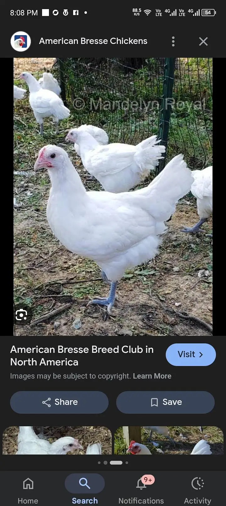 White King O shamoo, Ayam cemani, American brezee desi and other breed — photo 5