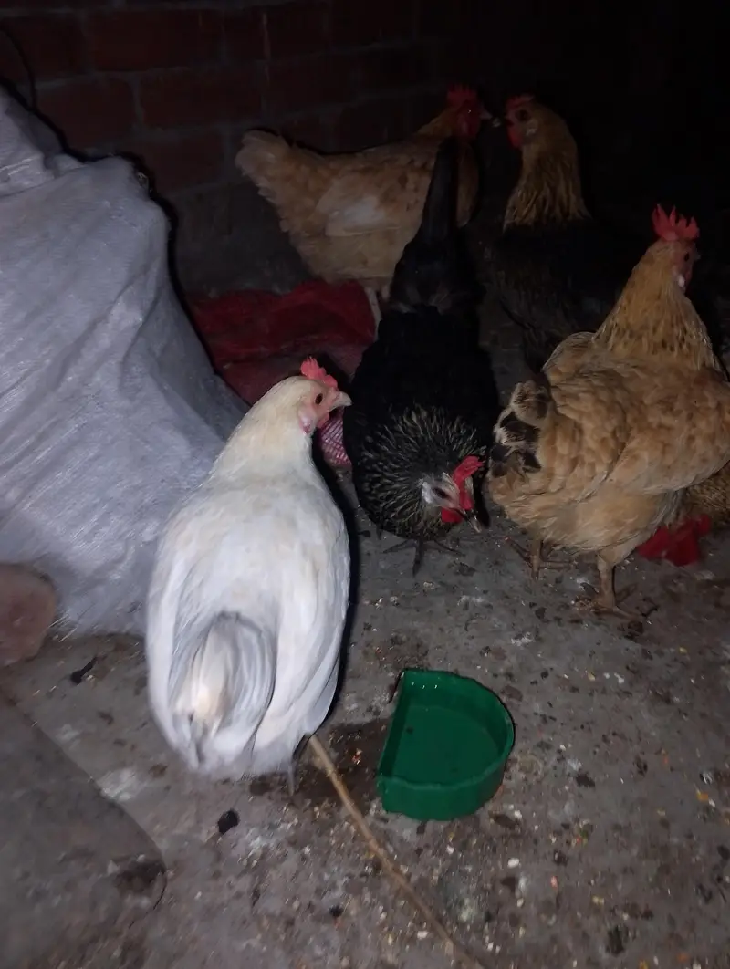 White King O shamoo, Ayam cemani, American brezee desi and other breed — photo 6