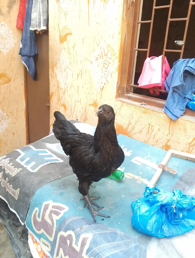 White King O shamoo, Ayam cemani, American brezee desi and other breed — photo 3