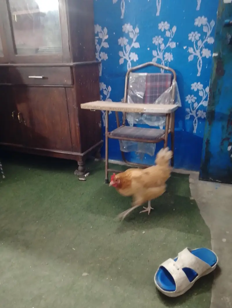 White King O shamoo, Ayam cemani, American brezee desi and other breed — photo 8
