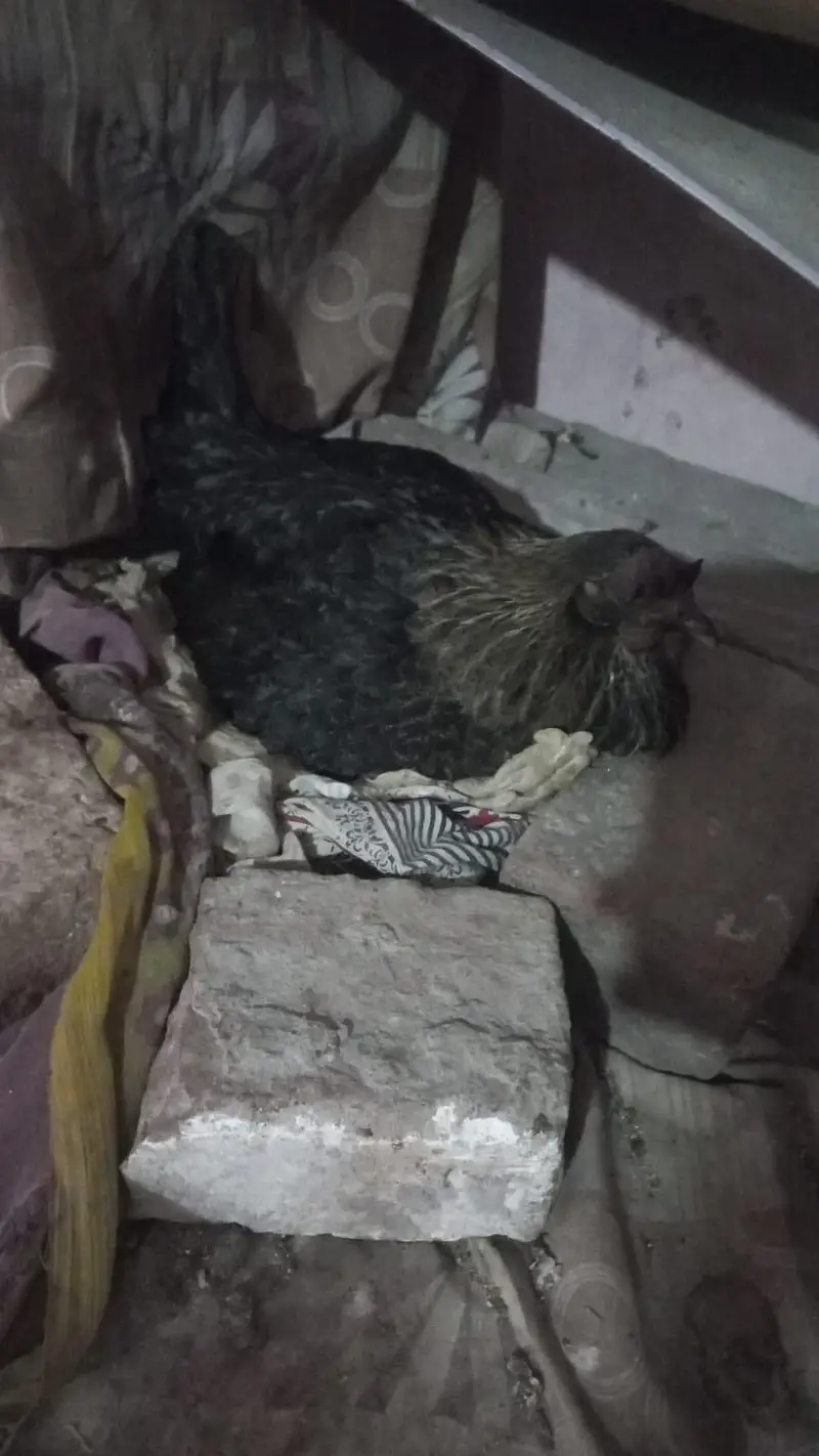 White King O shamoo, Ayam cemani, American brezee desi and other breed — photo 10
