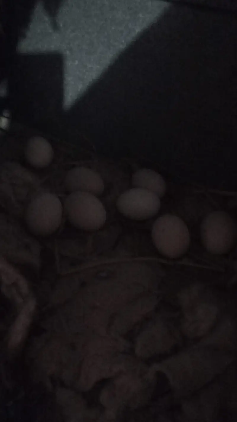 White King O shamoo, Ayam cemani, American brezee desi and other breed — photo 11
