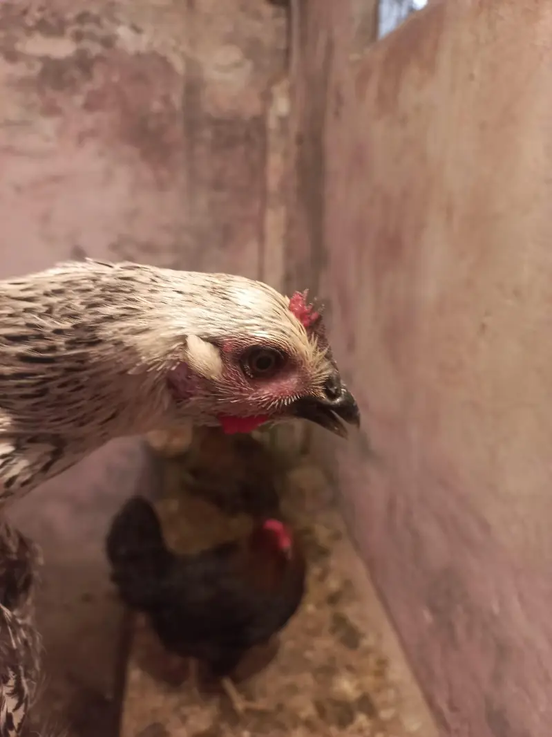 White King O shamoo, Ayam cemani, American brezee desi and other breed — photo 12