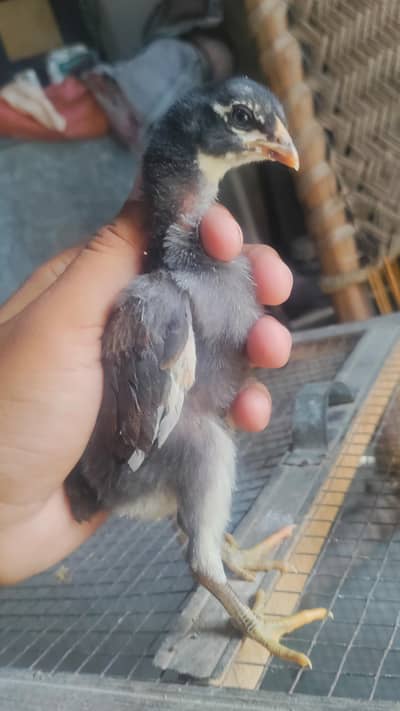 aseel | pakoya aseel chicks | punes pakoya chicks  | aseel chicks
