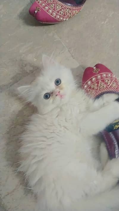 Persian cat