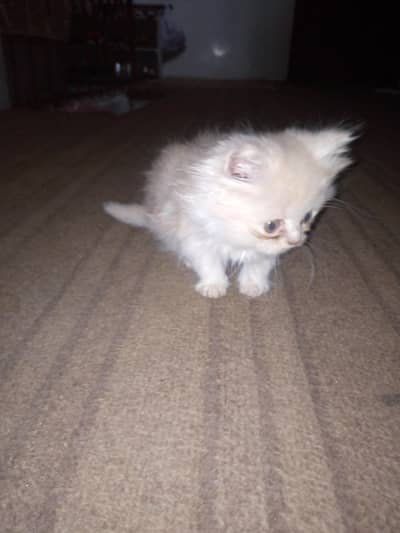 Ginger Male kitten searching for lovely owner