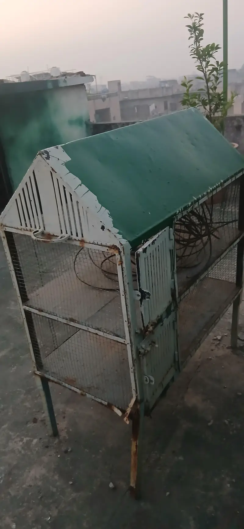 love bird Tote cat choose Kuchh Bhi Rakh sakte hain do portion — photo 3
