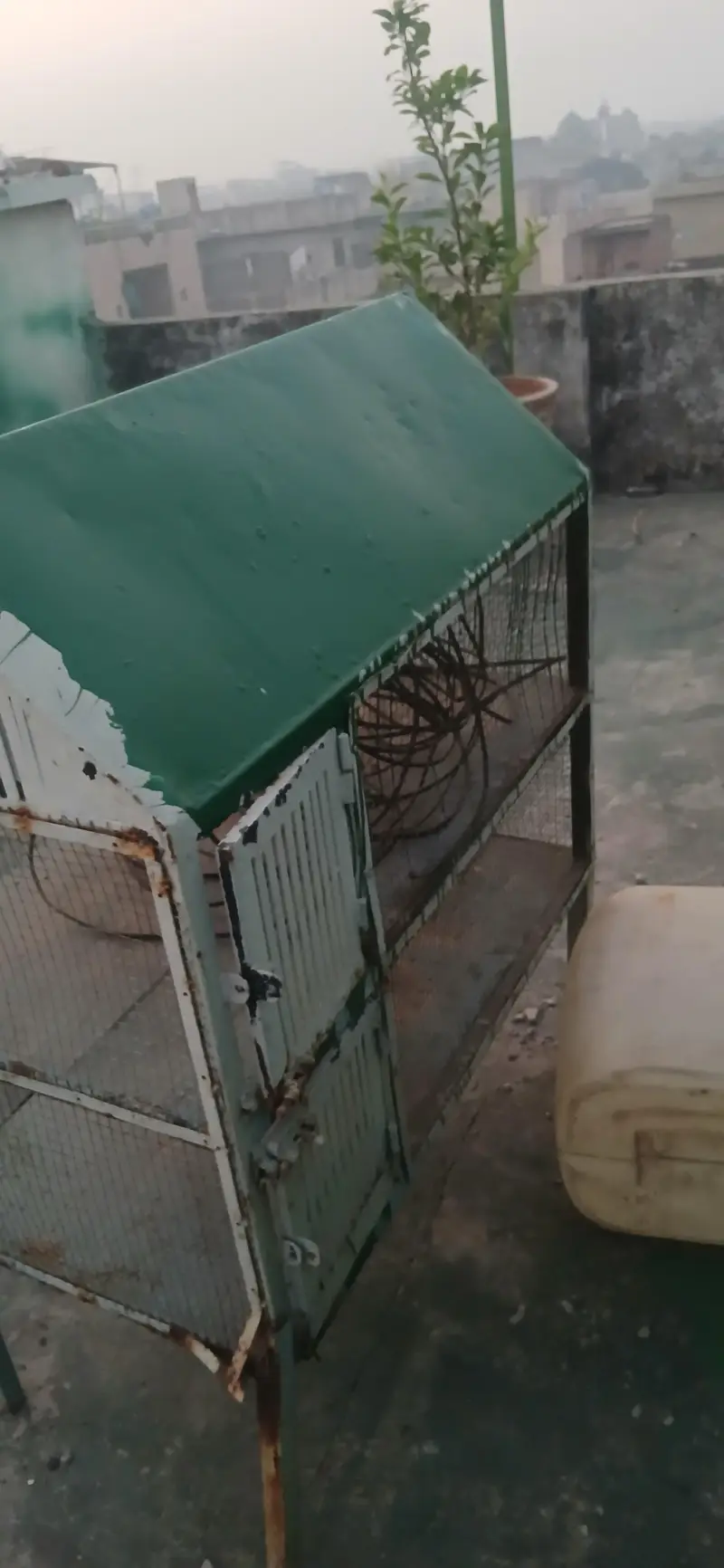 love bird Tote cat choose Kuchh Bhi Rakh sakte hain do portion — photo 4