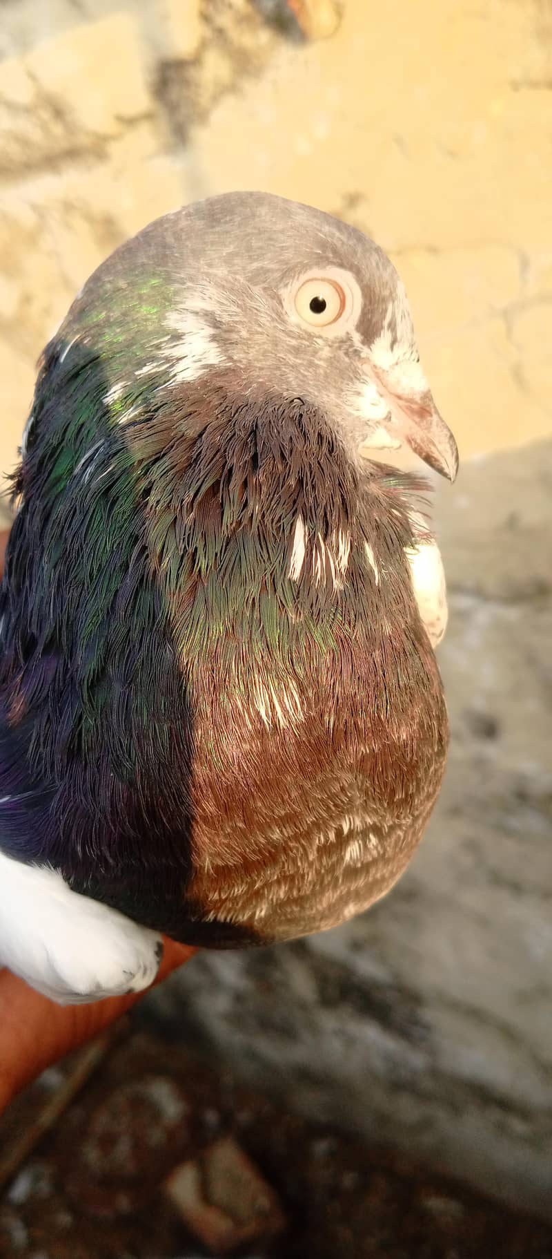 pigeon 0