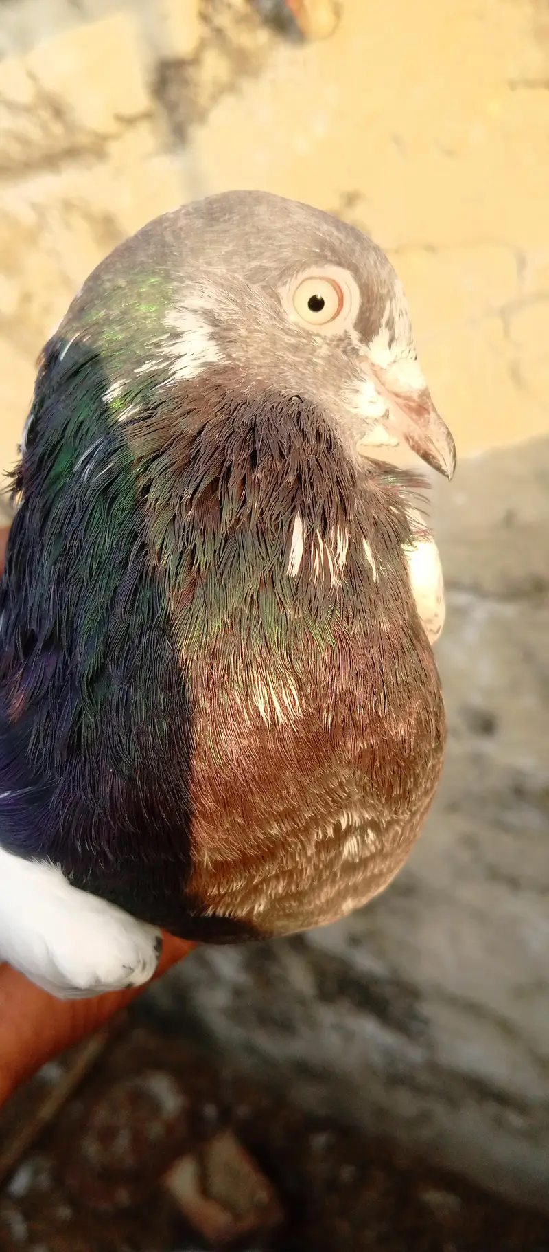 pigeon