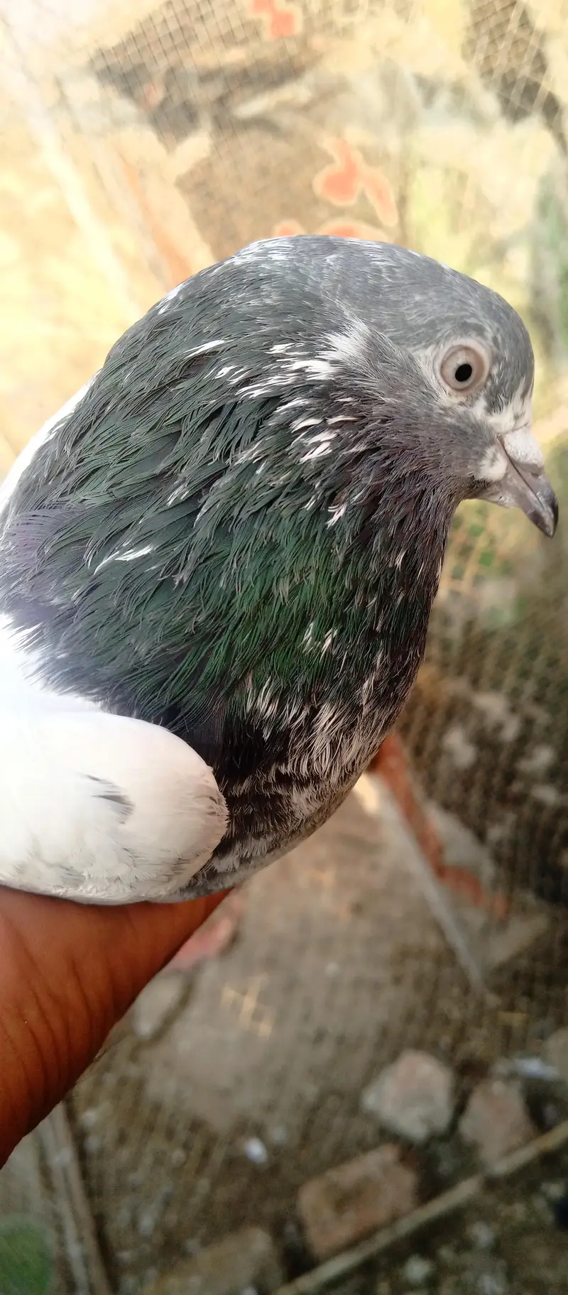 pigeon — photo 2