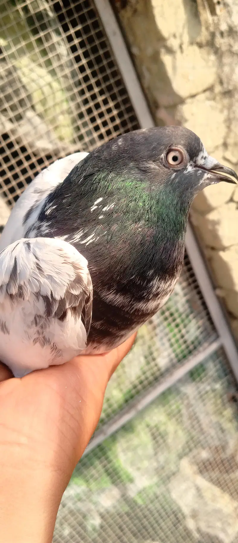 pigeon — photo 3