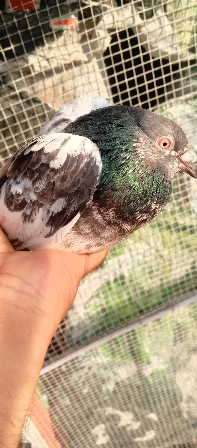 pigeon — photo 4
