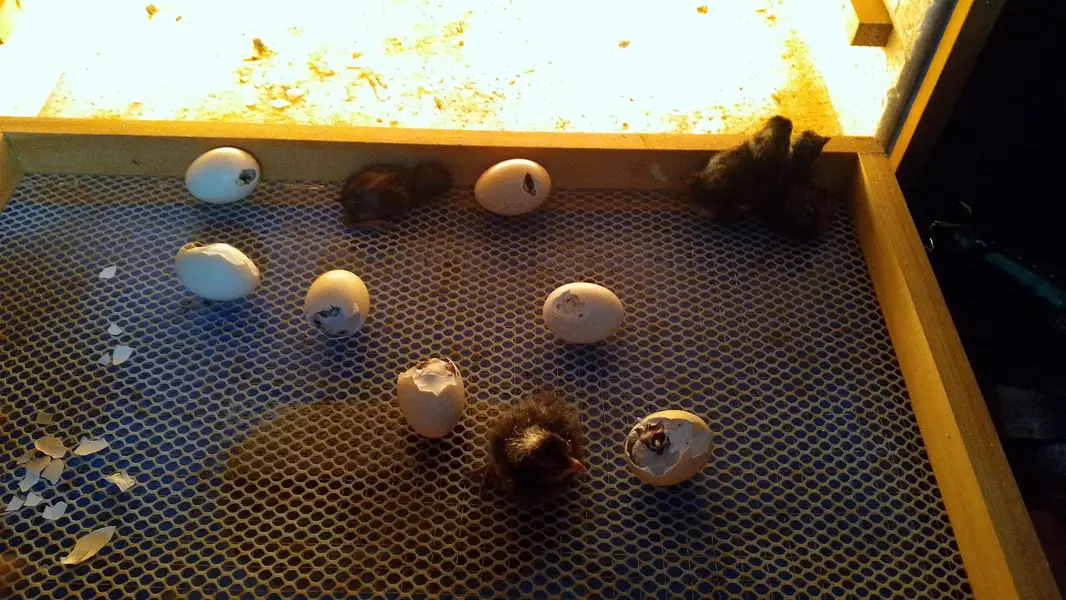White King O shamoo, Ayam cemani, American brezee desi and other breed — photo 2