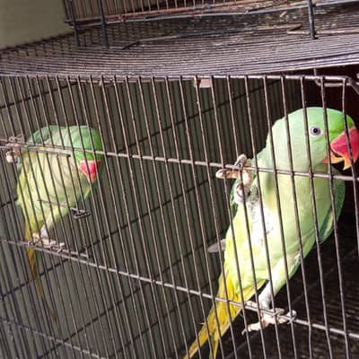 ra parrot