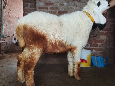 kajla chatra | sheep | Goat | Qurbani dumba | mundra | chatra