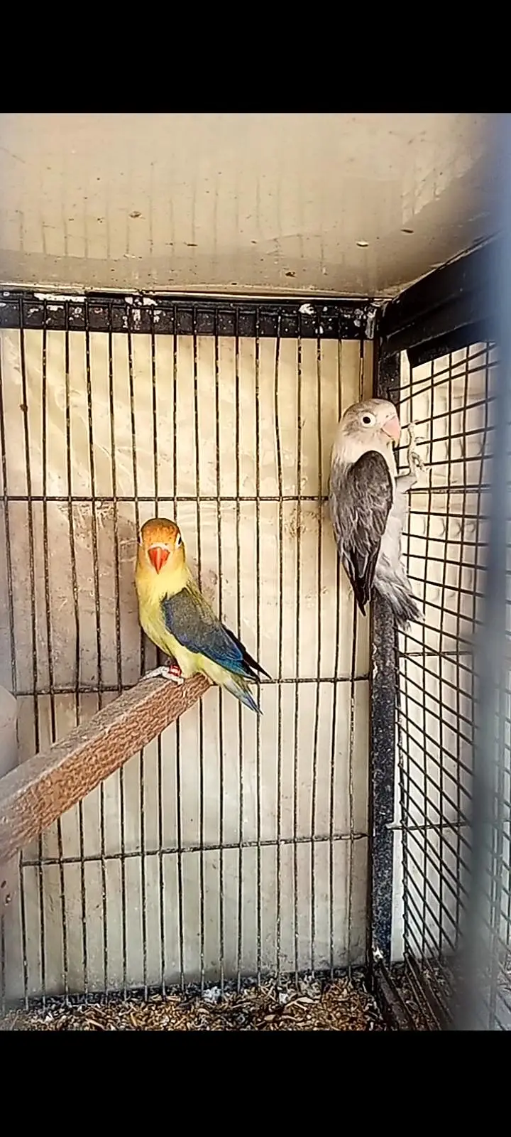breeder pair forsell female eggs day Rahi Hy load hy