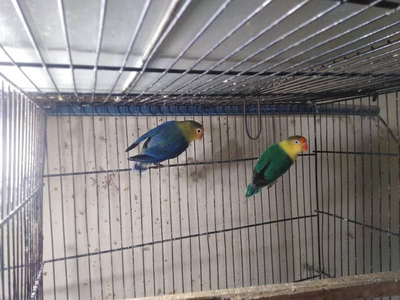 Pair available 1