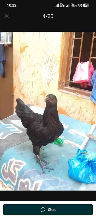 AAA Poultry Farm 3