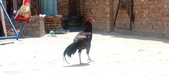 Sindhi Aseel for sell