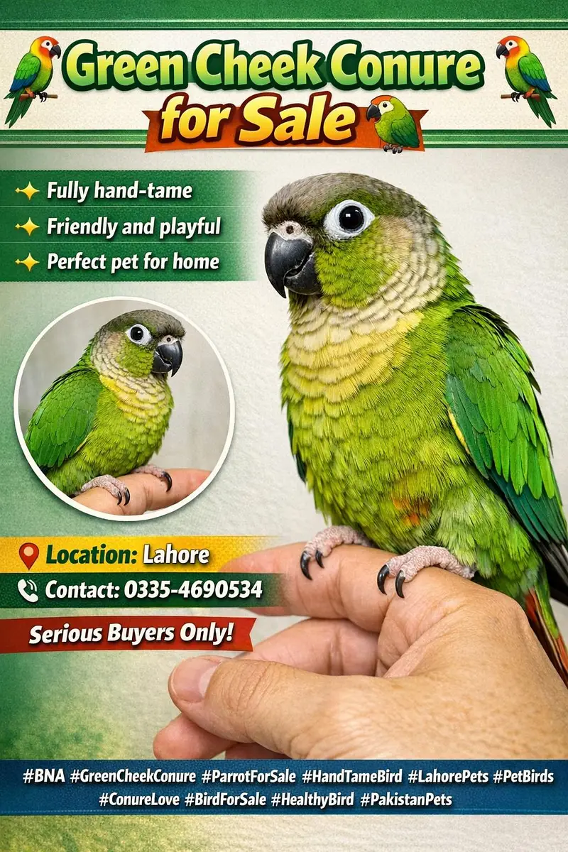 healthy and active bolna wala hand tame — photo 4