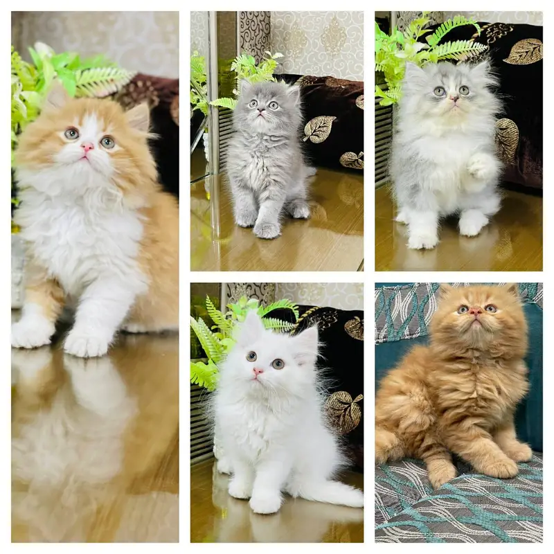 Persian cats and kittens | kittens | cats | pets — photo 2