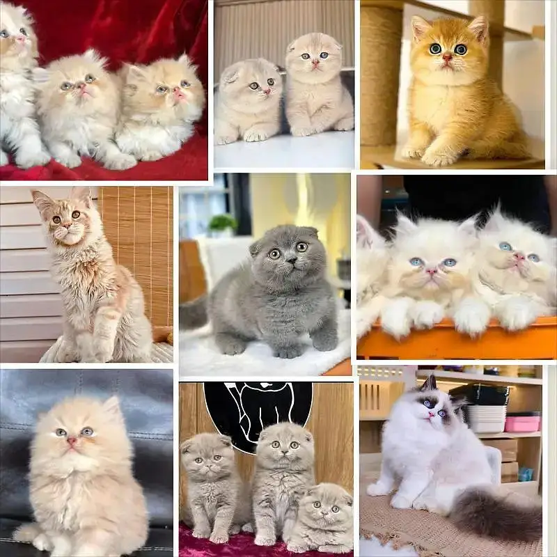 Persian cats and kittens | kittens | cats | pets — photo 3