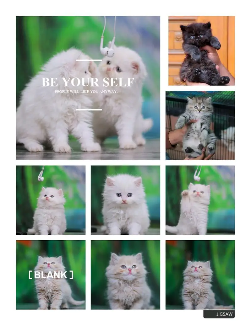 Persian cats and kittens | kittens | cats | pets
