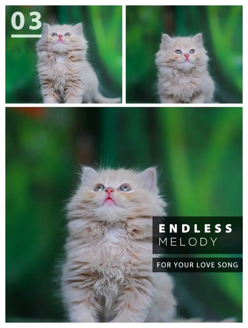 Persian cats and kittens | kittens | cats | pets — photo 5