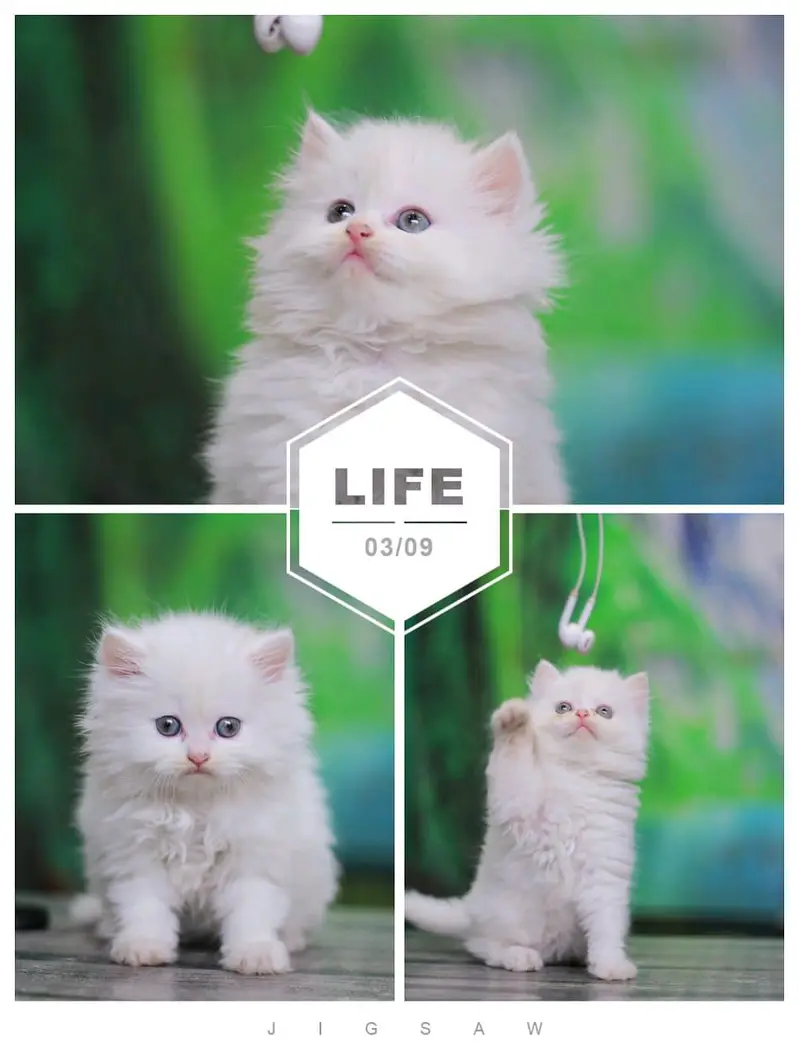 Persian cats and kittens | kittens | cats | pets — photo 6