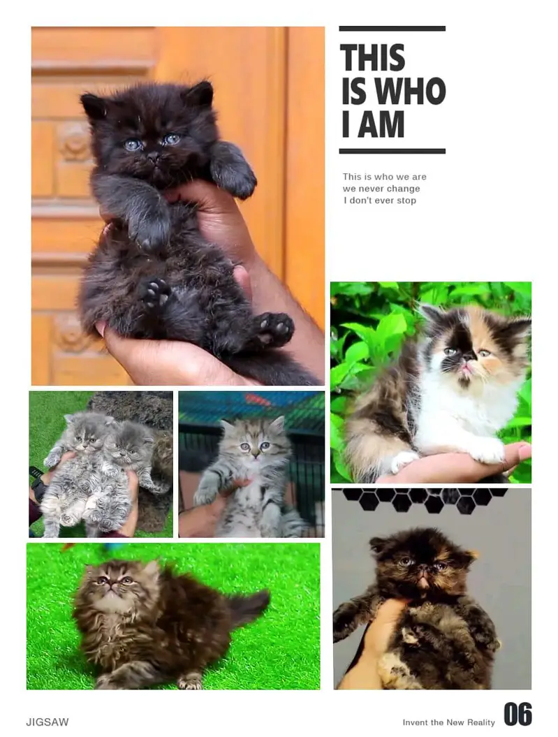 Persian cats and kittens | kittens | cats | pets — photo 9