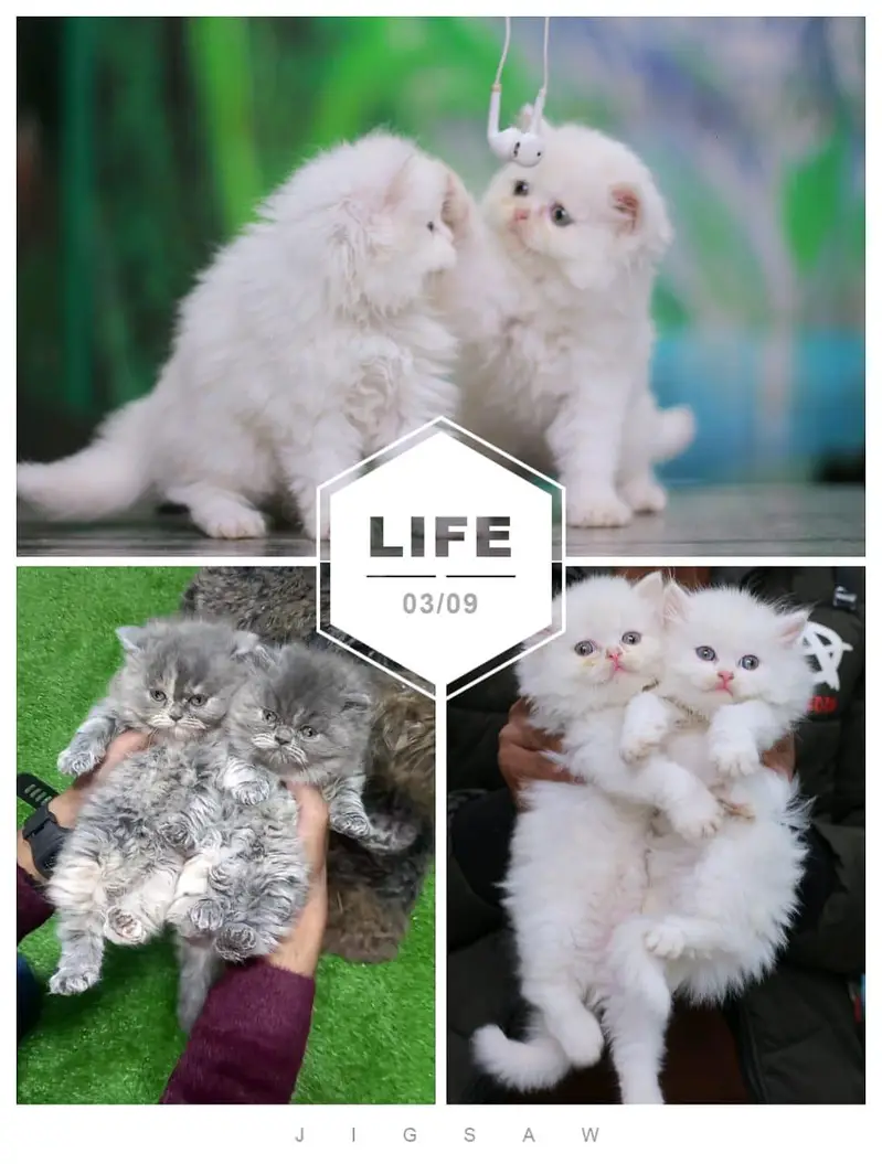 Persian cats and kittens | kittens | cats | pets — photo 10