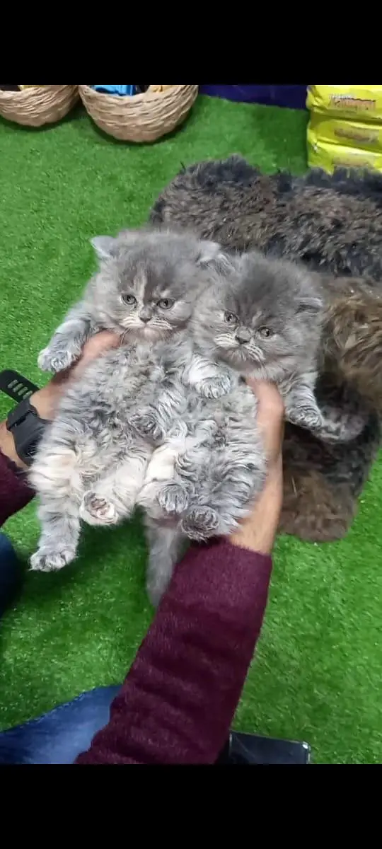 Persian cats and kittens | kittens | cats | pets — photo 11