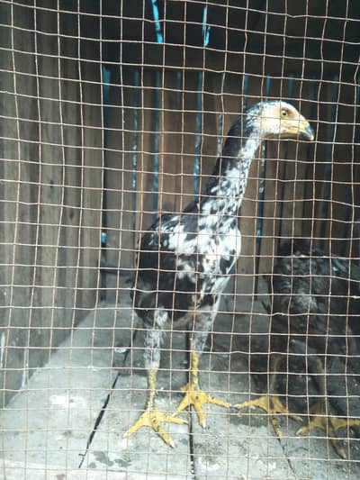 king shamo fimel for sell