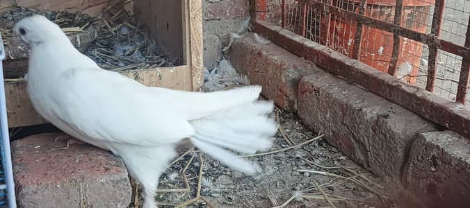 lucky pegion and other wattsapp number 03204461915