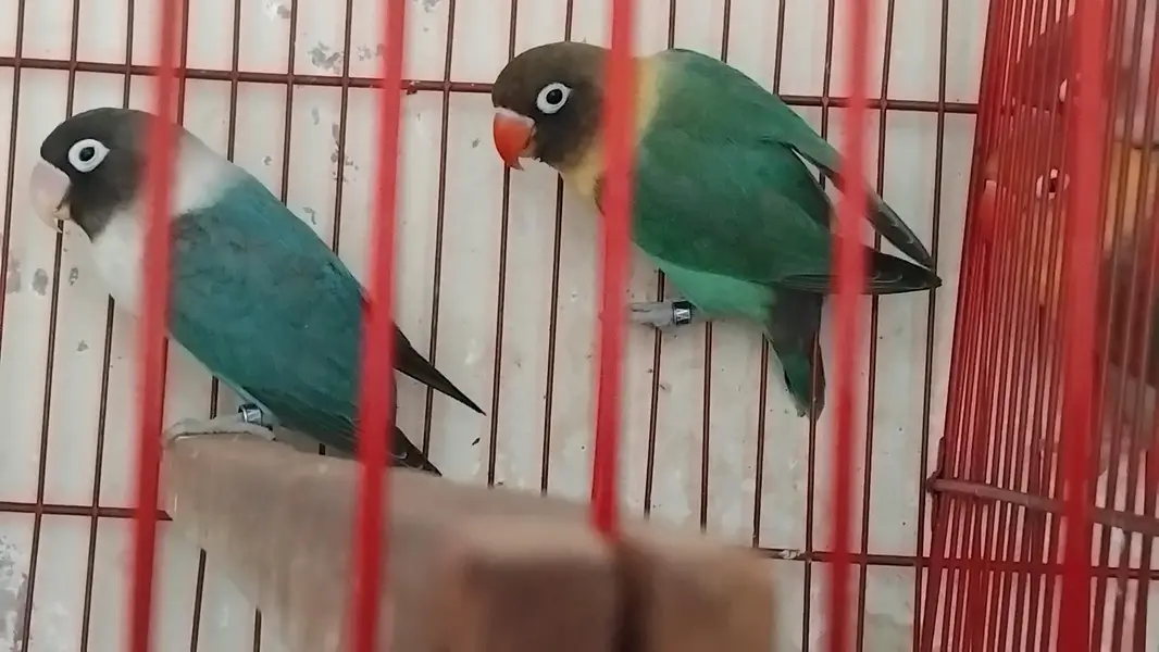 5 lovebirds blue or green opline with pinjra everything