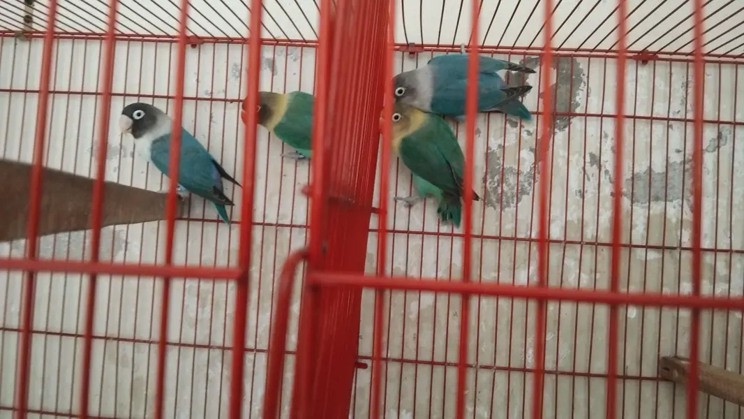 5 lovebirds blue or green opline with pinjra everything — photo 2
