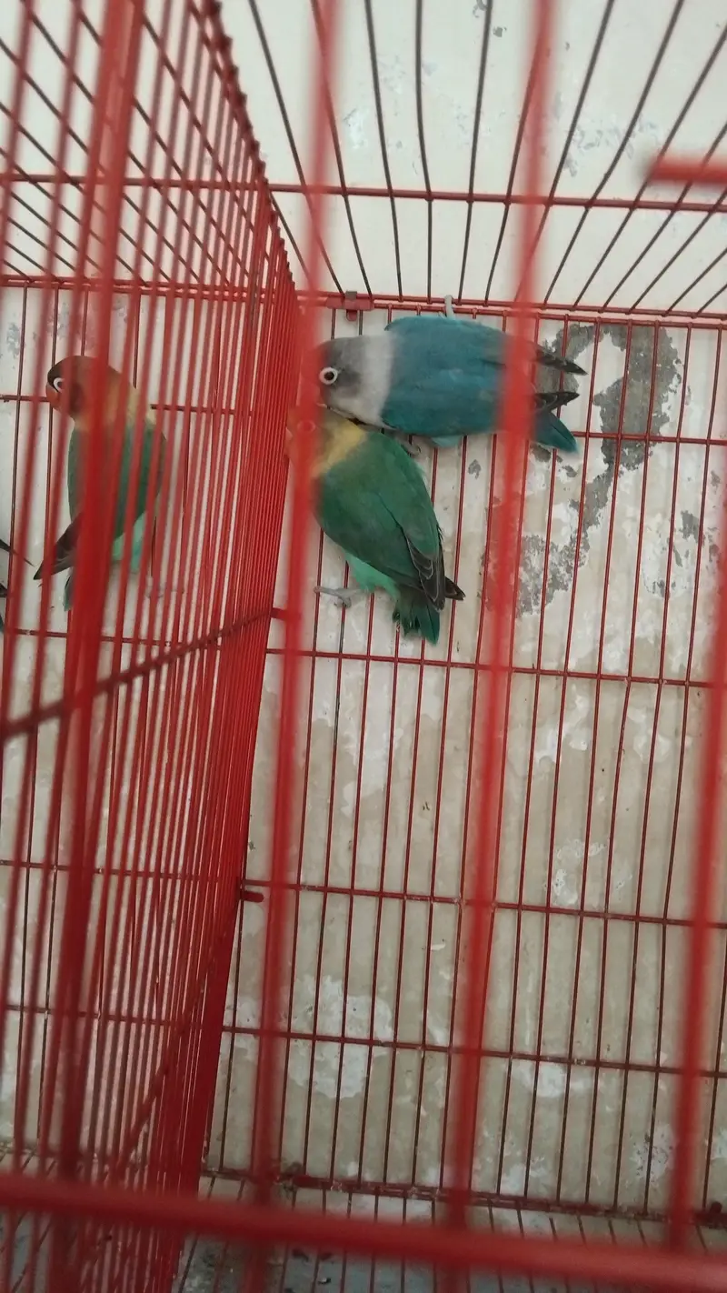 5 lovebirds blue or green opline with pinjra everything — photo 3