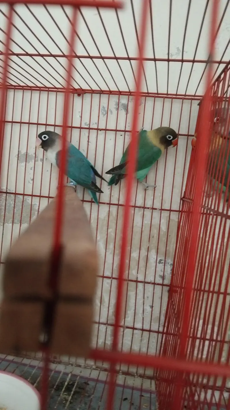 5 lovebirds blue or green opline with pinjra everything — photo 4
