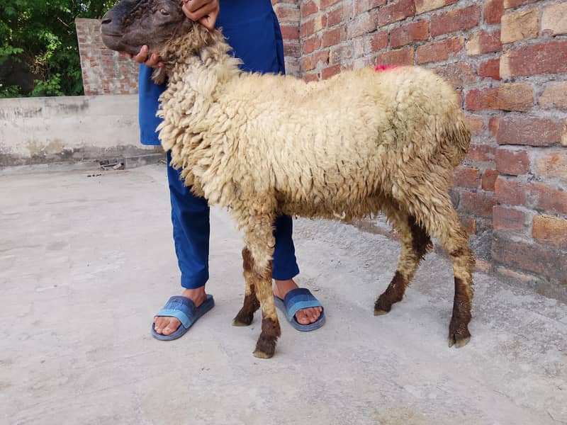 bakras&chatras 5
