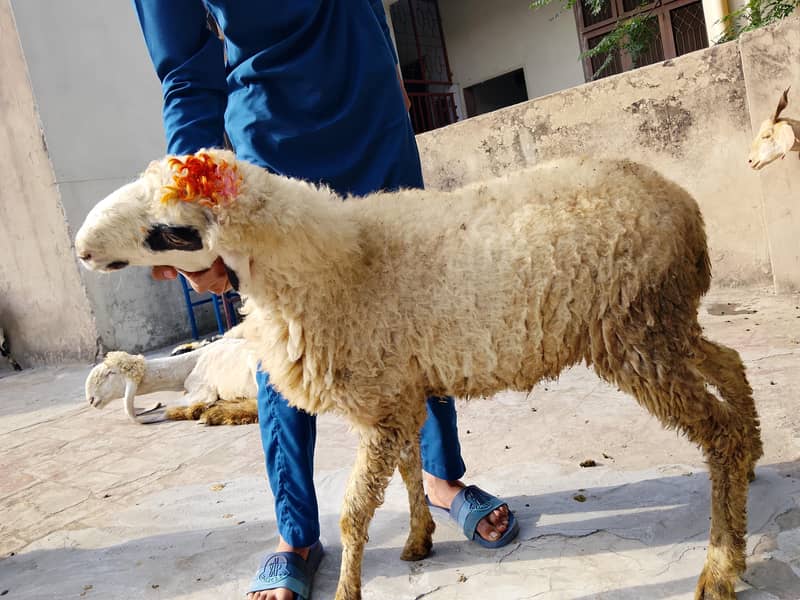 bakras&chatras 6